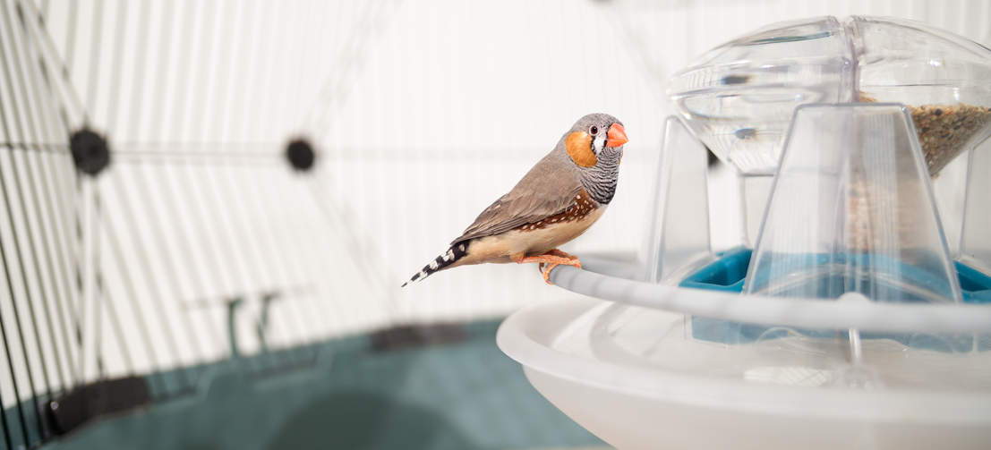 Bird cage deals with bird